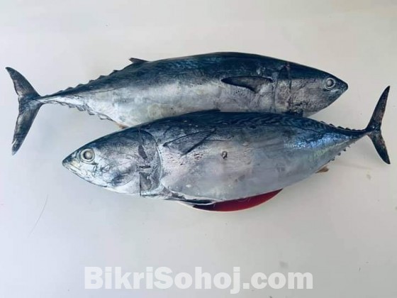 Tuna fish